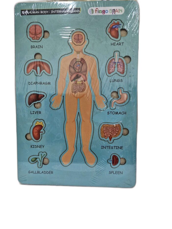 Fingo Brain Fingo Brain knob Human Body gz293