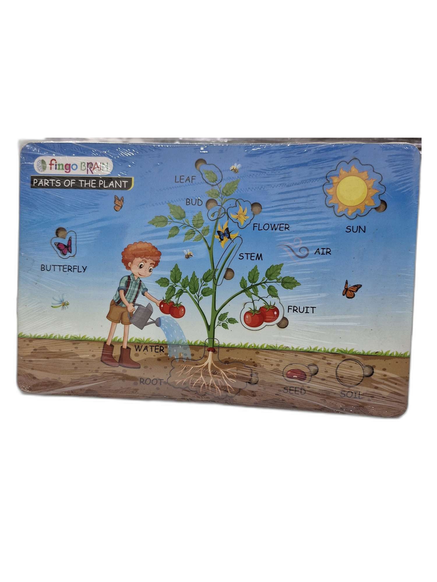 Fingo-Brain-Fingo-Brain-knob-Parts-of-Plants-gz300
